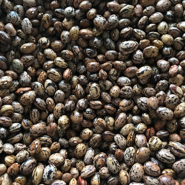 YERLİ UZUN-ENLİ ERKEN SIRIK FASULYE TOHUMU 100 GR (ALACALI) - Image 1