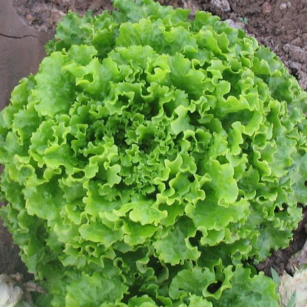 Yerli Ata Tohumu Kışlık Kıvırcık 500 Adet - Image 1