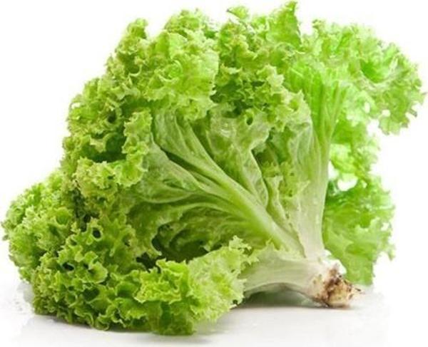 Yerli Ata Tohumu Kıvırcık Marul 500 Adet - Image 1