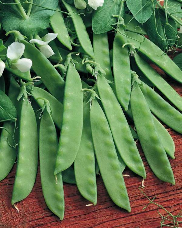 Yerli Yaprak Bezelye Tohumu 50 gr (Takribi 150 tohum) İlaçsız - Image 1