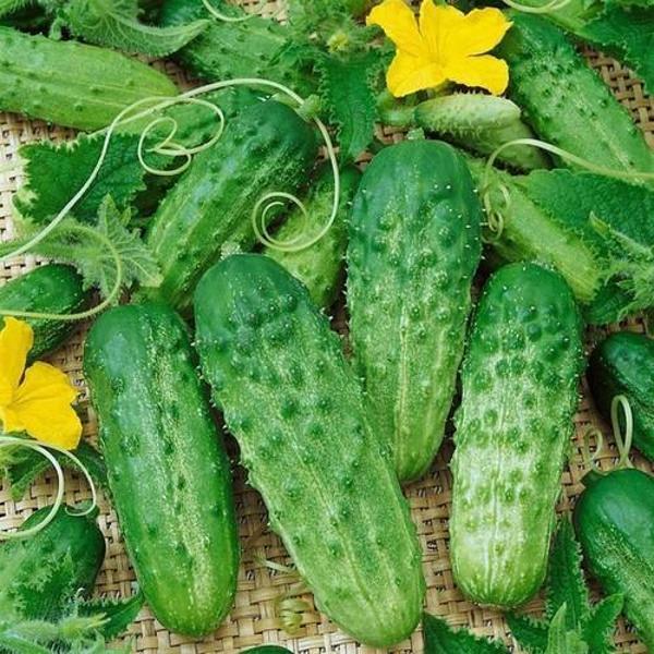 Yerli Ata Tohumu Kornişon Salatalık 10 Adet - Image 1
