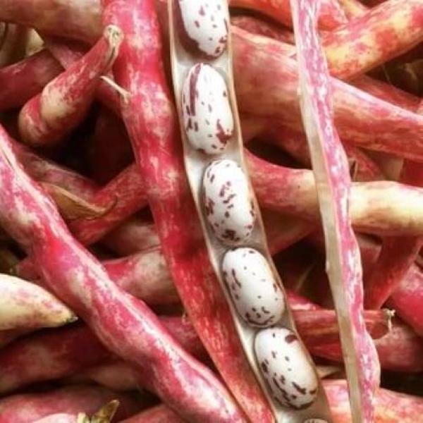 YERLİ YUVARLAK SIRIK BARBUNYA TOHUMU 100 GR  - Image 1