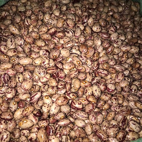 YERLİ YUVARLAK SIRIK BARBUNYA TOHUMU 500 GR - Image 1