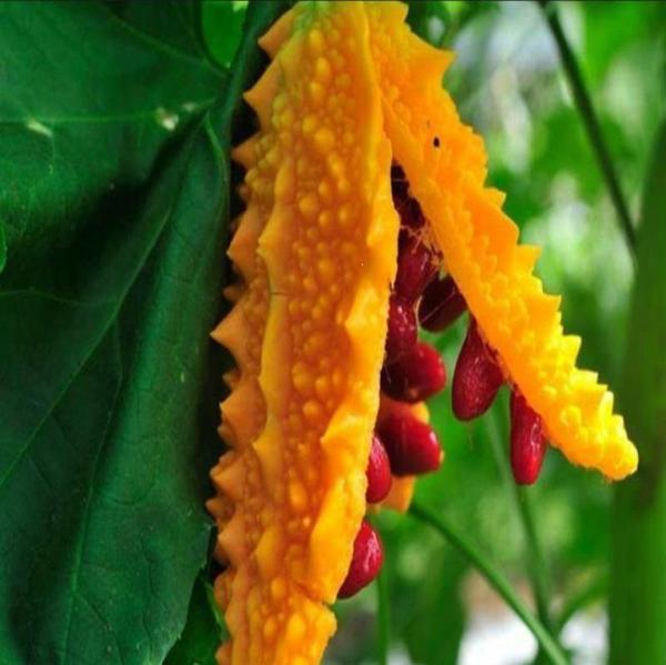 Yerli Ata Tohumu Kudret Narı 2 Adet - Image 1