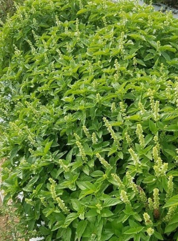Yerli Ata Tohumu Limon Fesleğen 50 Adet - Image 1