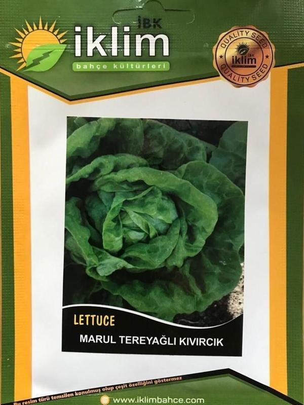 TEREYAĞLI KIVIRCIK MARUL TOHUMU 5 GR TAKRİBİ 2500 ADET TOHUM - Image 1