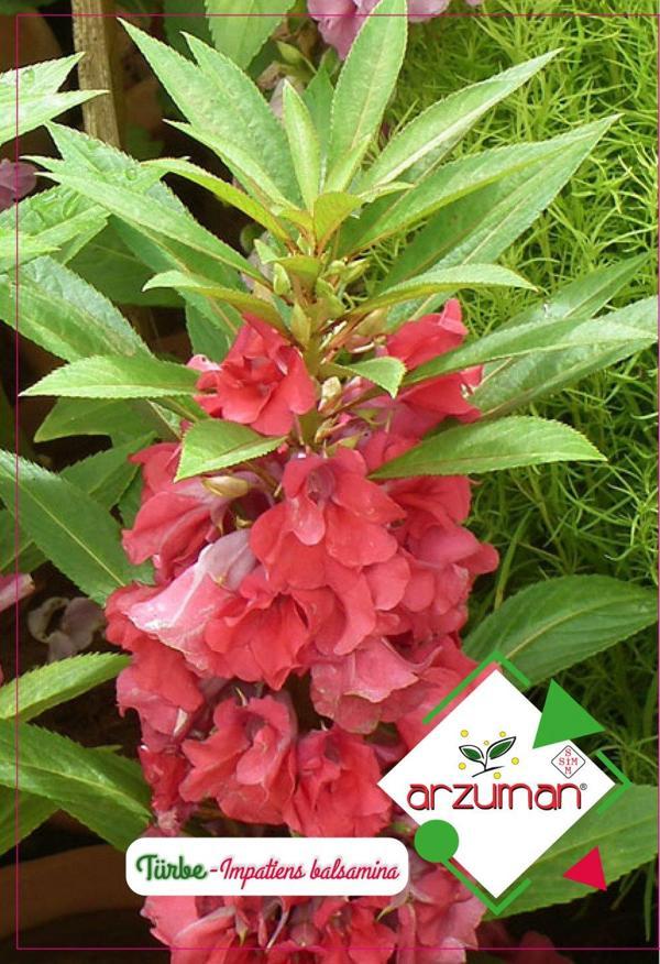 TÜRBE ÇİÇEĞİ TOHUMU 30 ADET TOHUM - Image 1