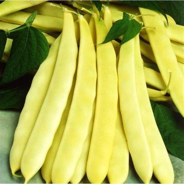 TURŞULUK OTURAK FASULYE TOHUMU (ERBAL) 500 GR - Image 1