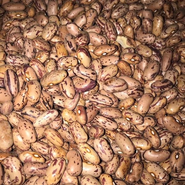 YERLİ OTURAK BARBUNYA TOHUMU 500 GR - Image 1
