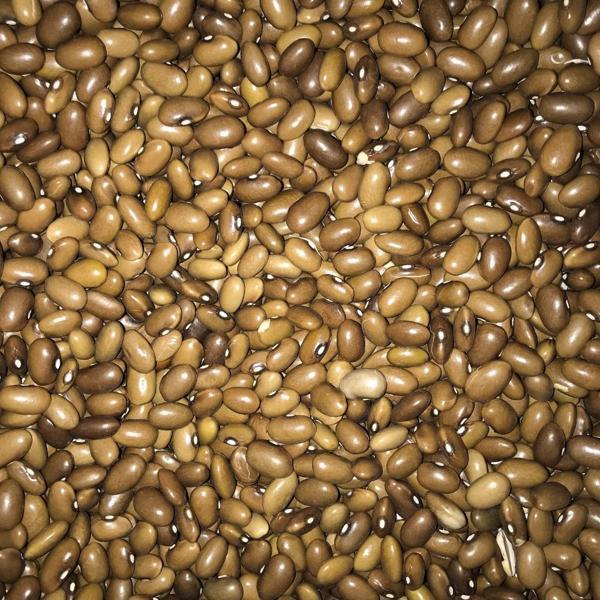 Yerli Ata Tohumu Oturak Sarıkız Fasulye 25 Gr - Image 1