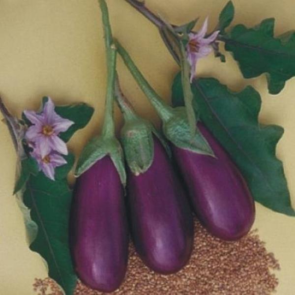 Yerli Patlıcan Tohumu Antep Dolmalık 10 Gr (Takribi 1300 Tohum) - Image 1