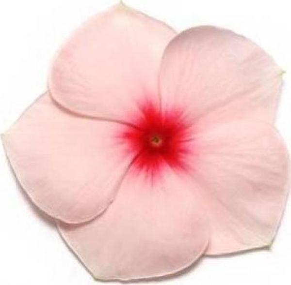Vinca Rosea Pacifica (Rozet Çiçeği) F1 10 adet tohum - Image 1