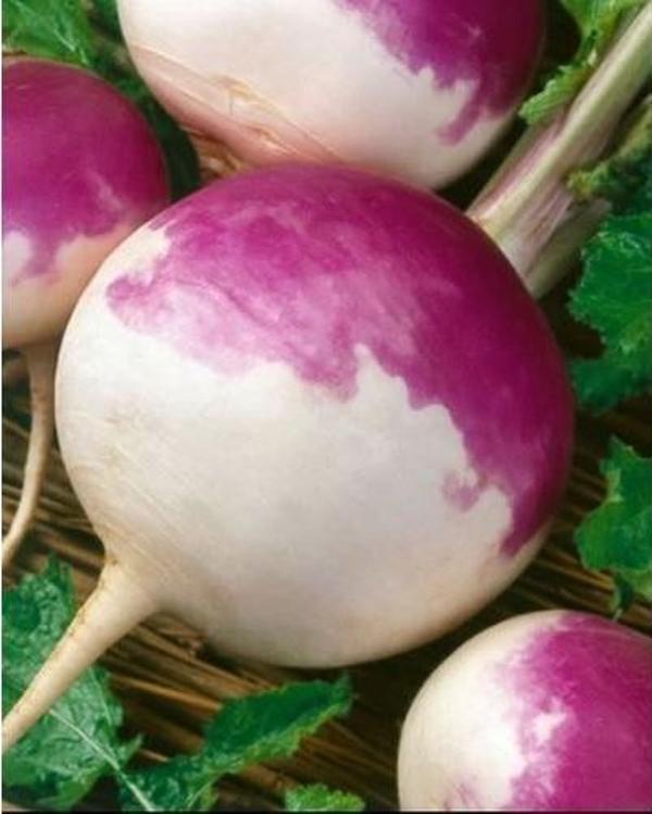 Yerli Şalgam Turpu Tohumu 25 Gr (Ort 5000 Ad Tohum) - Image 1