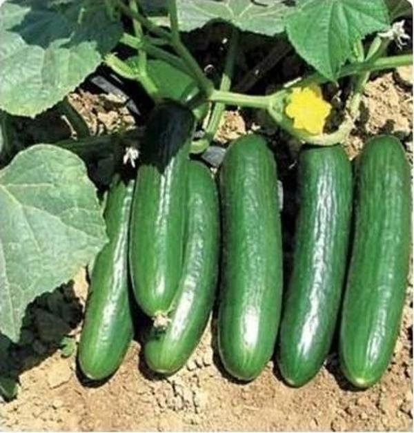 Yerli Ata Tohumu Salatalık 25 Adet - Image 1