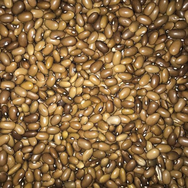 YERLİ SARIKIZ ERKEN OTURAK FASULYE TOHUMU 100 GR - Image 1