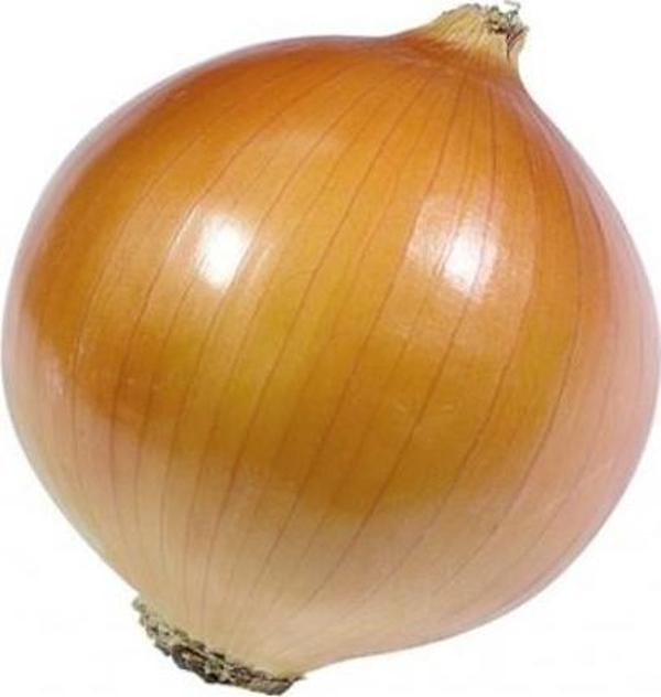 Yerli Ata Tohumu Sarı Soğan 100 Adet - Image 1