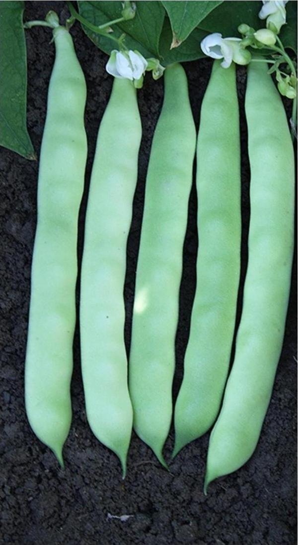 YERLİ SIRIK ŞEKER FASULYE TOHUMU 100 GR - Image 1