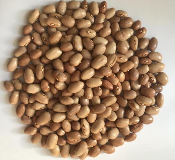 Yerli Ata Tohumu Sırık Ayşe Kadın Erken Fasulye 25 Gr (Krem Tohum) - Image 1