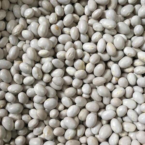 YERLİ SIRIK ŞEKER FASULYE TOHUMU 500 GR - Image 1