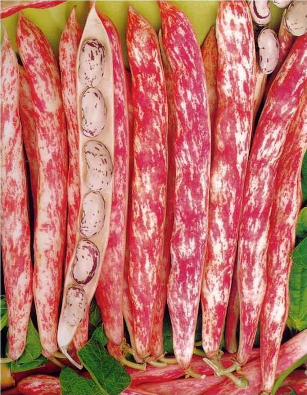 Yerli Ata Tohumu Sırık Barbunya 25 Gr (Uzun Tohum) - Image 1