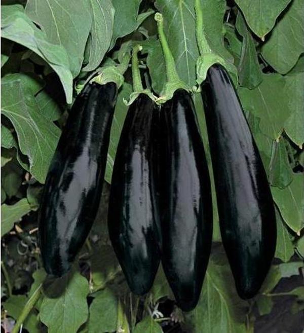 Yerli Siyah Patlıcan Tohumu 10 Gr (Ort 2000 Ad Tohum) - Image 1