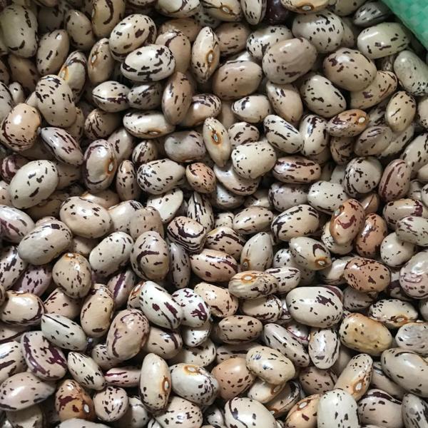 Yerli Ata Tohumu Sırık Barbunya 25 Gr (Yuvarlak İri Tane) - Image 1