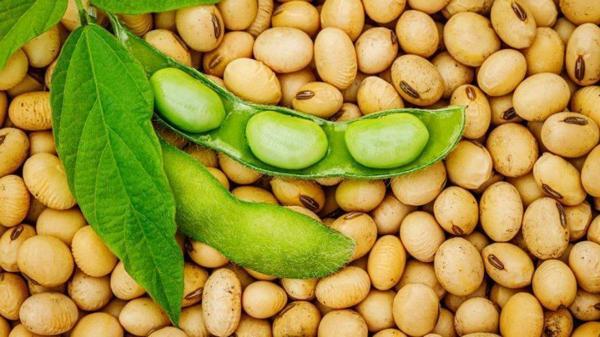 Yerli Soya Fasulyesi Tohumu 500 Gr - Image 1