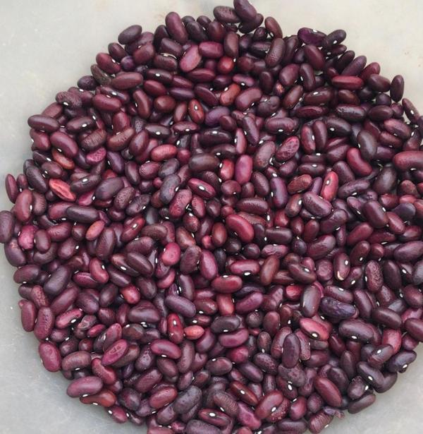 YERLİ TOKAT KIZILI SIRIK FASULYE TOHUMU 100 GR - Image 1