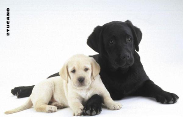 Altı Kaymaz 23 x 20 cm Natura Serisi Siyah Beyaz Köpekler Resimli Mouse Pad - Image 1