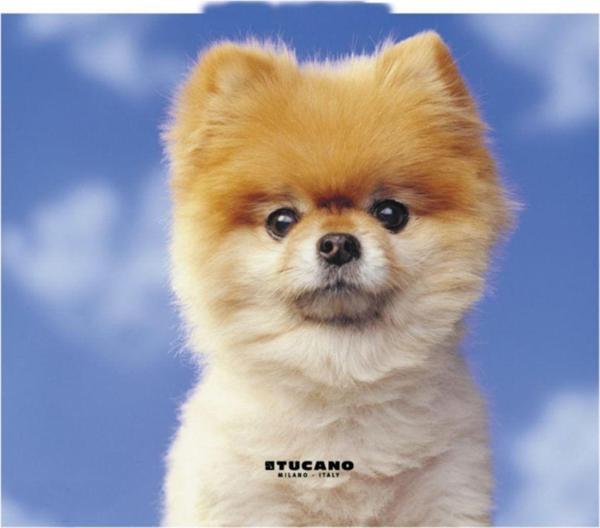Altı Kaymaz 23 x 20 cm Natura Serisi Yavru Köpek Resimli Mouse Pad - Image 1