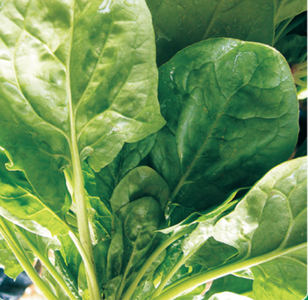 ithal ıspanak tohumu 250 gr ort 20000 ad tohum - Image 1