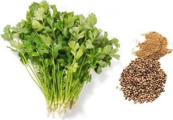 YERLİ AŞ OTU (KİŞNİŞ - KİNZİ) TOHUMU 25 GR ORT 3000 AD TOHUM - Image 1