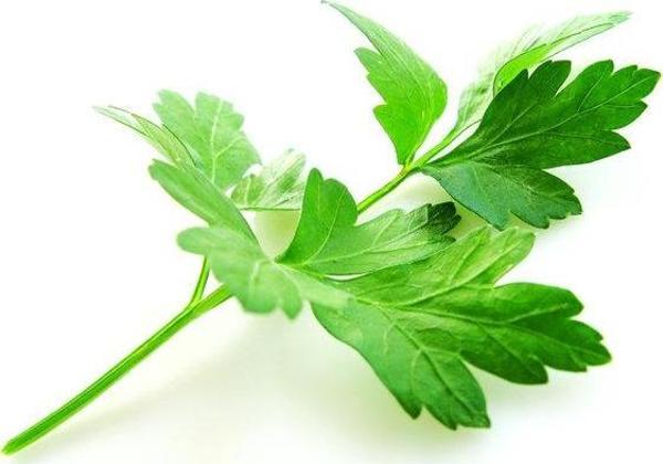 Yerli Maydanoz Tohumu 25 Gr (Ort 12500 Ad Tohum) - Image 1