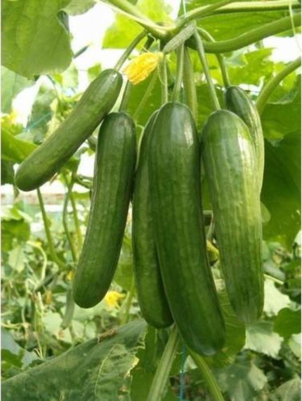 Yerli Salatalık Tohumu Çengelköy - 10 Gr (Ort 300 Ad Tohum) - Image 1