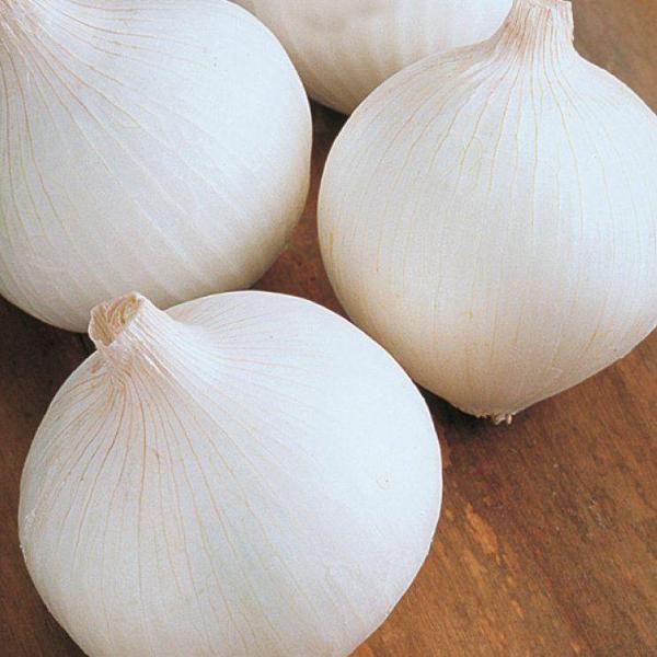 BEYAZ SOĞAN Tohumu Yerli 5 gram - Image 1