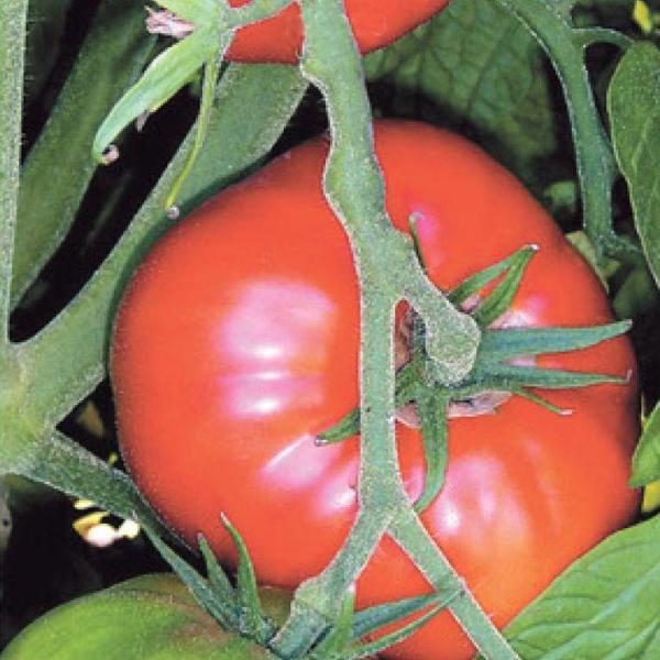 DOMATES Tohumu Yerli MARMANDE 500 adet - Image 1