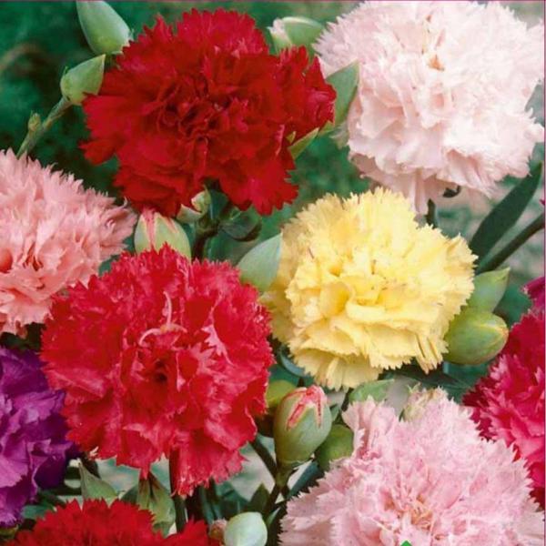 KARANFİL  Tohumu Yerli Dianthus caryophyllus 100 adet - Image 1