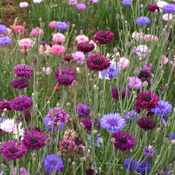 KONTUR Tohumu Yerli Centaurea 50 adet - Image 1