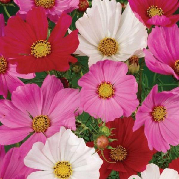 KOSMOS Tohumu Yerli Cosmos L. 30 adet - Image 1