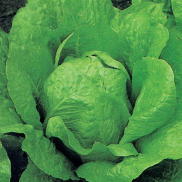 MARUL Tohumu Yerli YEDİKULE 5 gram - Image 1