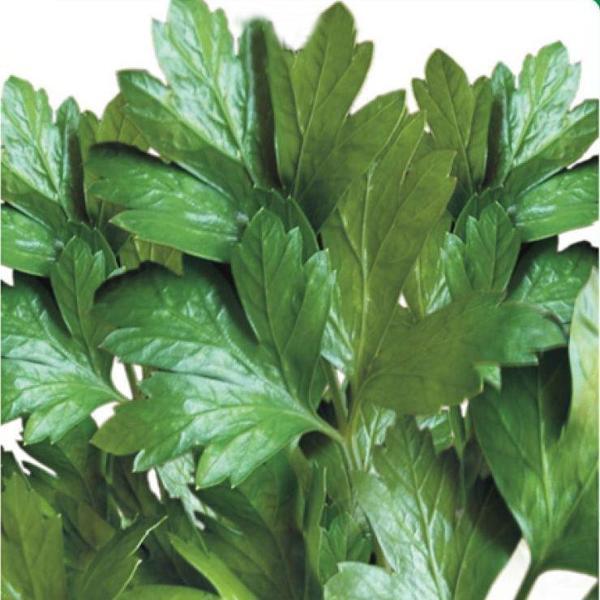 MAYDANOZ Tohumu 10 gram - Image 1