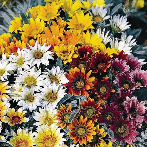 MERAMLI KIZ Tohumu Yerli Gazania splendens 20 adet - Image 1