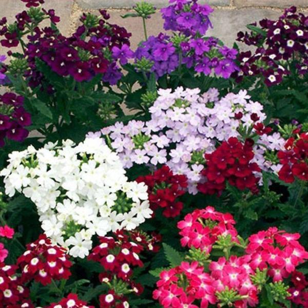 MİNE Tohumu Yerli Verbena 50 adet - Image 1