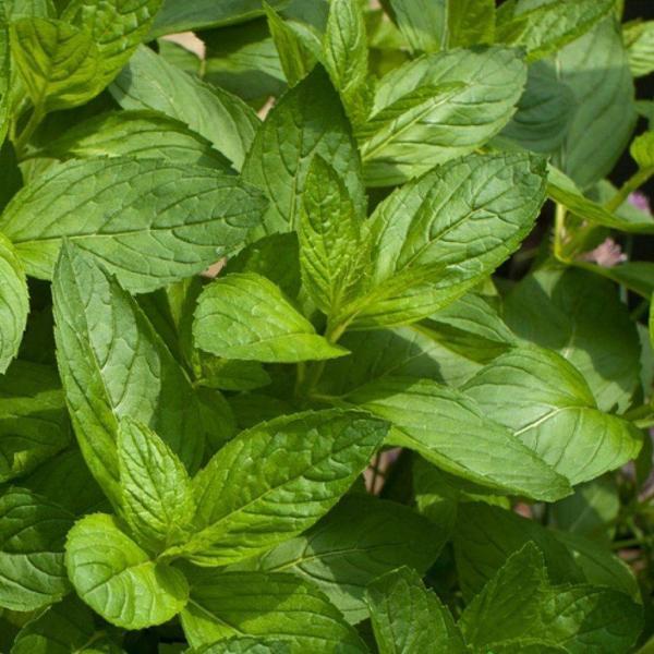 NANE  Tohumu Yerli Mentha 100 adet - Image 1
