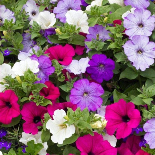 PETUNYA Tohumu Yerli Petunia 100 adet - Image 1