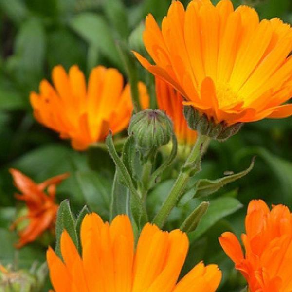 PORTAKAL NERGİSİ /AYNI SEFA Tohumu Yerli Calendula officinalis 30 adet - Image 1