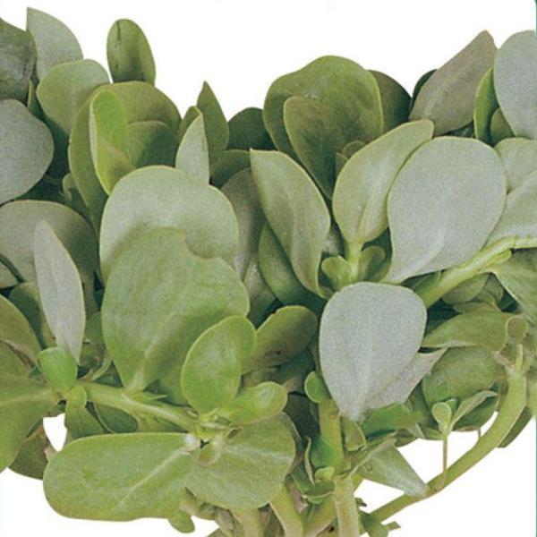 SEMİZOTU Tohumu Yerli Yeşim 5 gram - Image 1