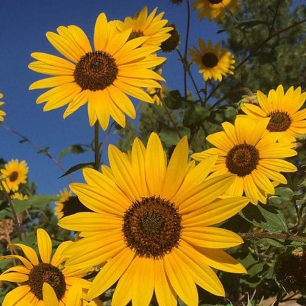 SÜS AYÇİÇEĞİ Tohumu Yerli Helianthus debilisHelianthus debilis 50 adet - Image 1