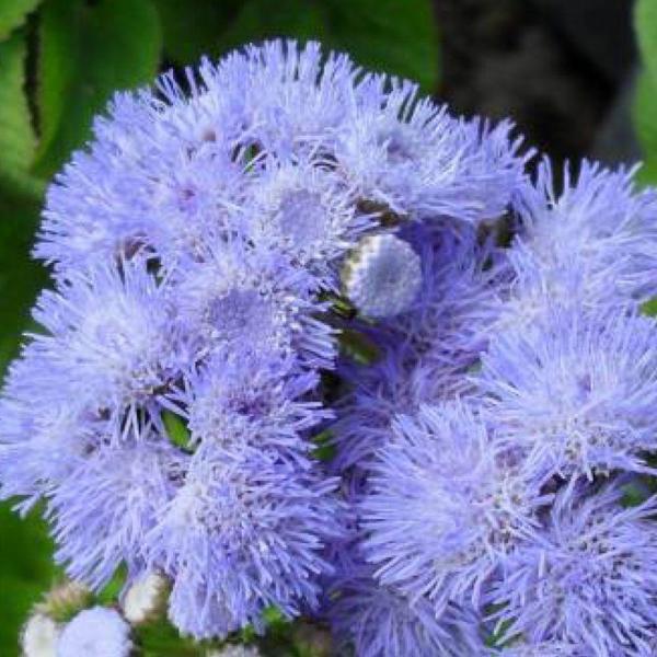 VAPUR DUMANI Tohumu Yerli Ageratum houstanianum 100 adet - Image 1
