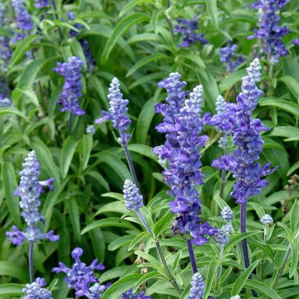 ADAÇAYI Tohumu Yerli Salvia  officinalis 50 adet - Image 1
